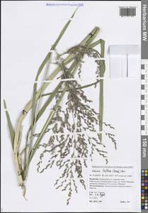 Glyceria lithuanica (Gorski) Gorski, Siberia, Baikal & Transbaikal region (S4) (Russia)