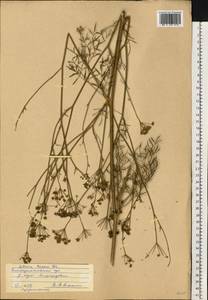 Silaum silaus (L.) Schinz & Thell., Eastern Europe, South Ukrainian region (E12) (Ukraine)
