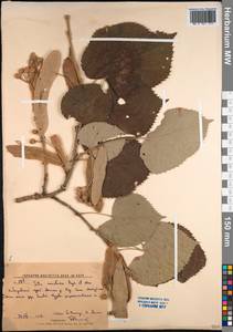 Tilia mandshurica Rupr. & Maxim., Siberia, Russian Far East (S6) (Russia)