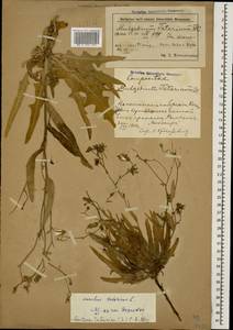 Lactuca tatarica (L.) C. A. Mey., Caucasus, Azerbaijan (K6) (Azerbaijan)