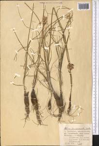 Allium barsczewskii Lipsky, Middle Asia, Pamir & Pamiro-Alai (M2) (Tajikistan)
