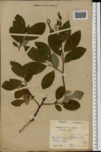 Salix caprea L., Eastern Europe, Volga-Kama region (E7) (Russia)