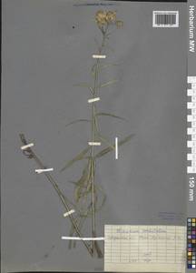 Hieracium umbellatum L., Siberia, Baikal & Transbaikal region (S4) (Russia)