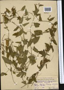 Convolvulus arvensis L., Middle Asia, Western Tian Shan & Karatau (M3) (Kazakhstan)