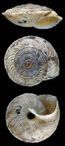 cathaica_saxatilis_lectoype, Заилийск. Алатау, Almaty Region (Kazakhstan)