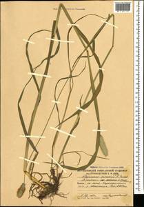 Alopecurus arundinaceus Poir., Caucasus, South Ossetia (K4b) (South Ossetia)