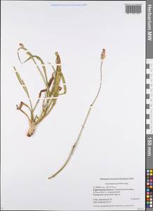 Scorzonera parviflora Jacq., Eastern Europe, Lower Volga region (E9) (Russia)
