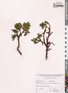 Salix khokhriakovii A.K.Skvortsov, Siberia, Chukotka & Kamchatka (S7) (Russia)