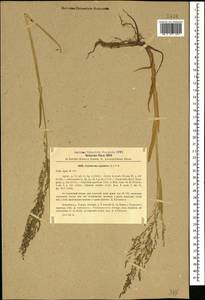 Catabrosa aquatica (L.) P.Beauv., Caucasus, Georgia (K4) (Georgia)