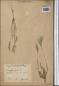 Bromus lanceolatus Roth, Middle Asia, Syr-Darian deserts & Kyzylkum (M7) (Uzbekistan)