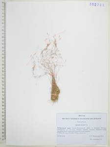 Agrostis clavata Trin., Siberia, Russian Far East (S6) (Russia)