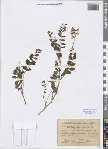 Astragalus alpinus L., Middle Asia, Western Tian Shan & Karatau (M3) (Kyrgyzstan)