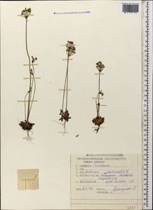 Androsace septentrionalis L., Caucasus, Stavropol Krai, Karachay-Cherkessia & Kabardino-Balkaria (K1b) (Russia)