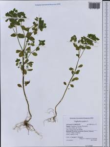 Euphorbia peplus L., Western Europe (EUR) (Spain)