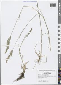 Poa pratensis L., Eastern Europe, Middle Volga region (E8) (Russia)