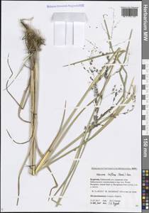 Glyceria lithuanica (Gorski) Gorski, Siberia, Baikal & Transbaikal region (S4) (Russia)