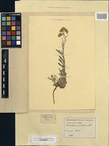 Helichrysum graveolens (M. Bieb.) Sw., Caucasus (no precise locality) (K0) (Not classified)