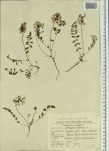 Astragalus alpinus L., Siberia, Chukotka & Kamchatka (S7) (Russia)