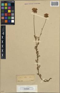 Anthemis cretica subsp. albida (Boiss.) Grierson, South Asia, South Asia (Asia outside ex-Soviet states and Mongolia) (ASIA) (Turkey)