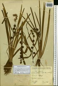 Sparganium emersum Rehmann, Eastern Europe, North-Western region (E2) (Russia)