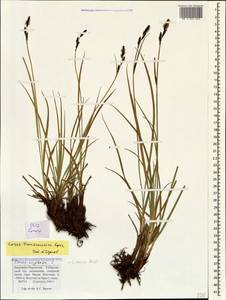 Carex transcaucasica T.V.Egorova, Caucasus, Stavropol Krai, Karachay-Cherkessia & Kabardino-Balkaria (K1b) (Russia)