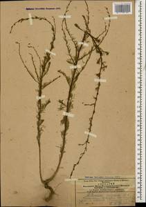Artemisia scoparia Waldst. & Kit., Caucasus, Azerbaijan (K6) (Azerbaijan)