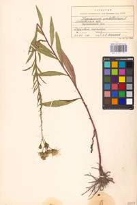 Hieracium umbellatum L., Eastern Europe, Moscow region (E4a) (Russia)