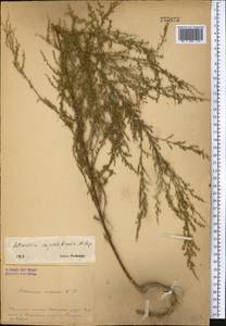 Artemisia scoparia Waldst. & Kit., Middle Asia, Pamir & Pamiro-Alai (M2)