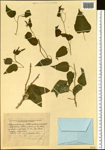 Solanum dulcamara L., Siberia, Altai & Sayany Mountains (S2) (Russia)