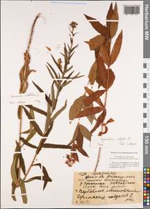 Hieracium umbellatum L., Eastern Europe, Central region (E4) (Russia)