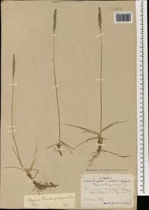 Leymus chinensis (Trin.) Tzvelev, Mongolia (MONG) (Mongolia)