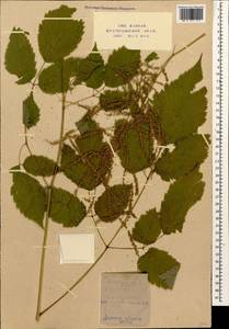 Aruncus dioicus var. kamtschaticus (Maxim.) Hara, Caucasus, Krasnodar Krai & Adygea (K1a) (Russia)