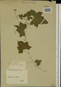 Bryonia alba L., Eastern Europe, Middle Volga region (E8) (Russia)