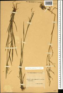 Catabrosa aquatica (L.) P.Beauv., Caucasus, Stavropol Krai, Karachay-Cherkessia & Kabardino-Balkaria (K1b) (Russia)