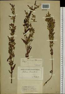 Gentianella amarella var. lingulata (C. Agardh) T. Karlsson, Siberia, Western Siberia (S1) (Russia)