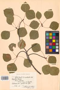 Populus tremula L., Siberia, Chukotka & Kamchatka (S7) (Russia)