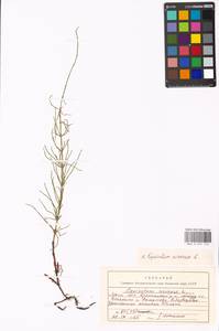 Equisetum arvense L., Eastern Europe, Moscow region (E4a) (Russia)