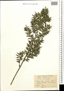 Ruscus aculeatus L., Caucasus, Black Sea Shore (from Novorossiysk to Adler) (K3) (Russia)