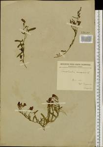 Convolvulus arvensis L., Siberia, Baikal & Transbaikal region (S4) (Russia)