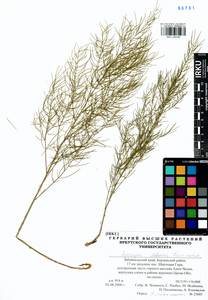 Asparagus dauricus Fisch. ex Link, Siberia, Baikal & Transbaikal region (S4) (Russia)