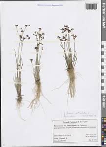 Juncus articulatus L., Eastern Europe, Central forest region (E5) (Russia)