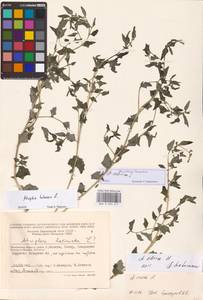 Atriplex sibirica L., Eastern Europe, Moscow region (E4a) (Russia)