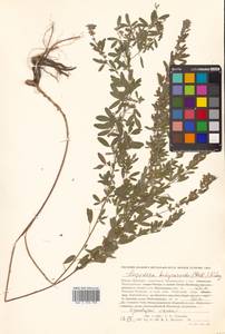 Lespedeza juncea (L.f.) Pers., Siberia, Russian Far East (S6) (Russia)