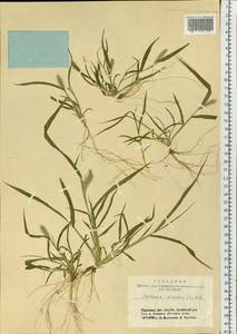 Setaria viridis (L.) P.Beauv., Siberia, Altai & Sayany Mountains (S2) (Russia)