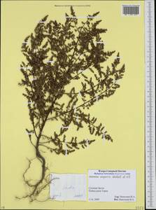Artemisia scoparia Waldst. & Kit., Caucasus, North Ossetia, Ingushetia & Chechnya (K1c) (Russia)