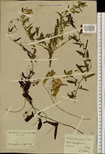 Convolvulus arvensis L., Siberia, Baikal & Transbaikal region (S4) (Russia)