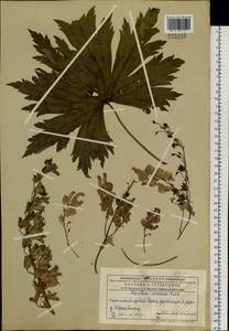 Aconitum septentrionale Koelle, Siberia, Western (Kazakhstan) Altai Mountains (S2a) (Kazakhstan)