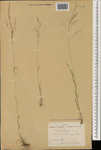 Agrostis clavata Trin., Mongolia (MONG) (Mongolia)