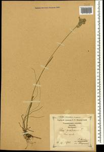 Poa pratensis L., Caucasus, Georgia (K4) (Georgia)