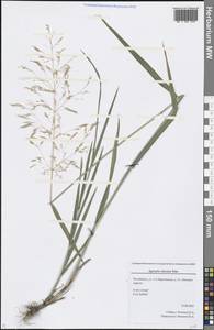 Agrostis clavata Trin., Eastern Europe, Eastern region (E10) (Russia)